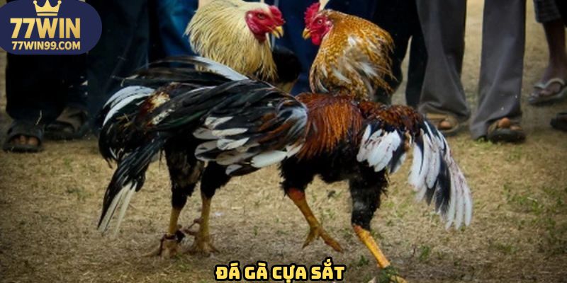 da-ga-cua-sat-77win-avt