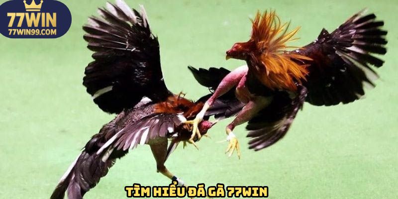 Đôi nét xoay quanh về sảnh đá gà 77WIN