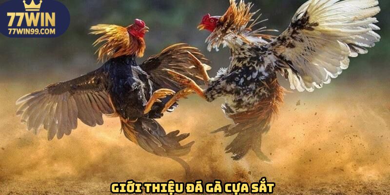Tổng quan những thông tin cơ bản về đá gà cựa sắt