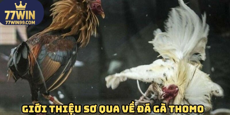 Tổng quan về siêu phẩm đá gà Thomo 77win