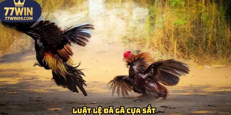 Những luật lệ cần phải nắm vững trong đá gà cựa sắt
