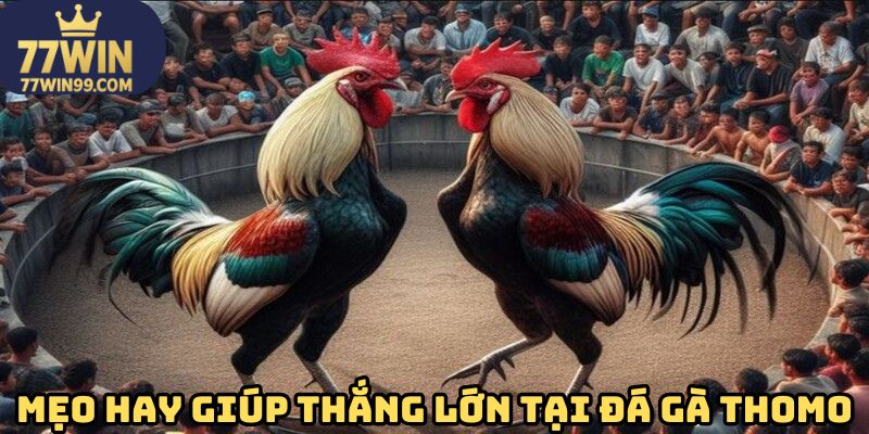 Mẹo hay giúp thắng lớn tại đá gà Thomo