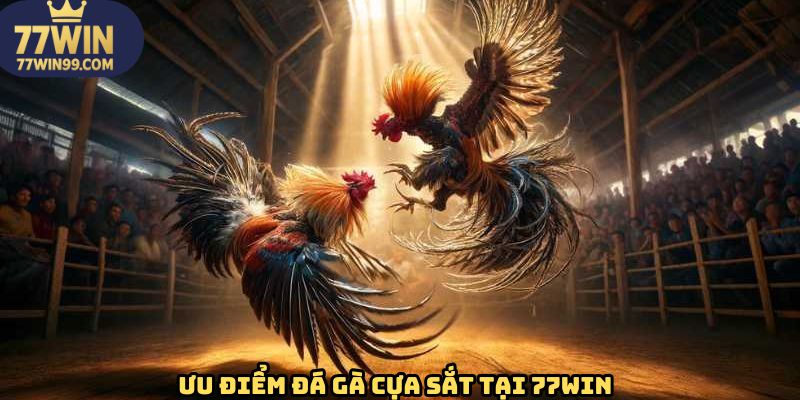 Lý do nên tham gia chọi kê cựa sắt tại 77WIN